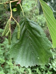 Alnus glutinosa