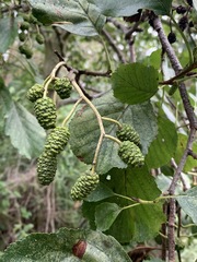 Alnus glutinosa