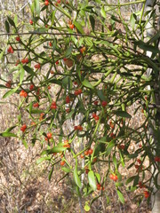 Viscum coloratum