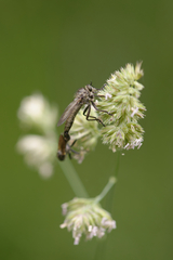 Dysmachus fuscipennis