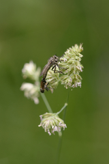 Dysmachus fuscipennis