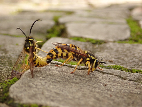 German yellowjacket