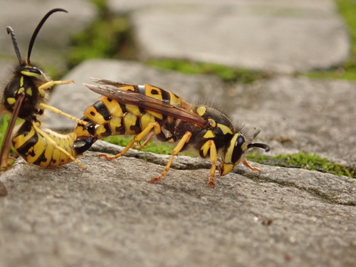 German Yellowjacket photo 5