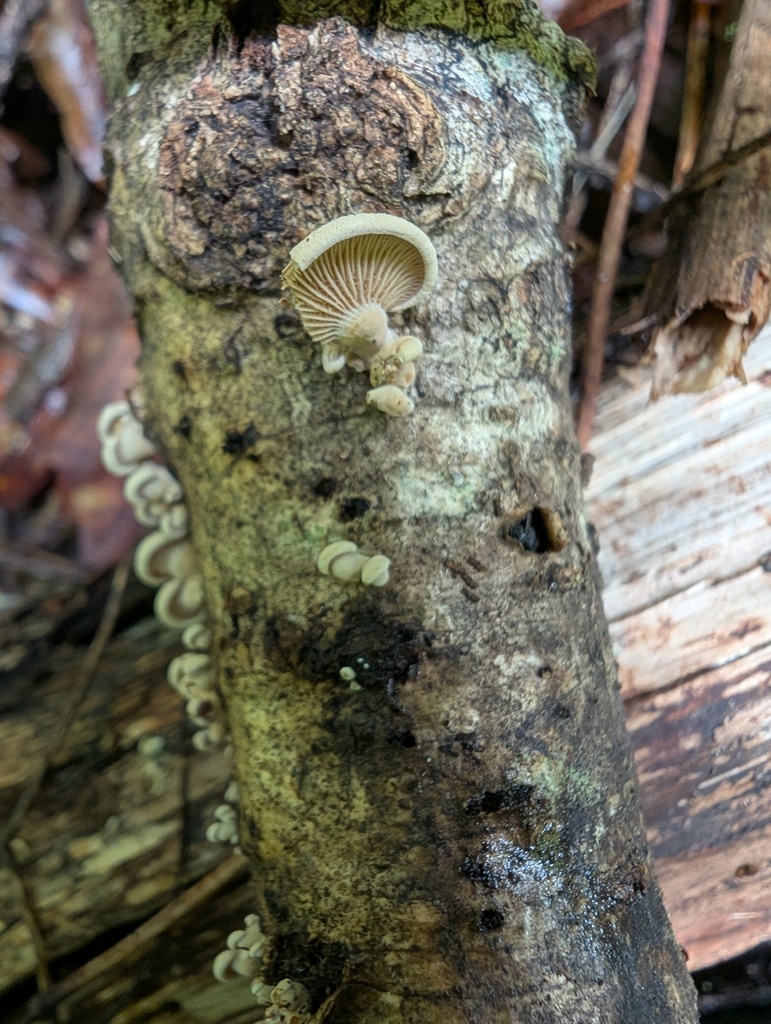 Panellus stipticus · July 2025 · photo: © atsushi_nakajima_cirque (iNaturalist, cc-by)