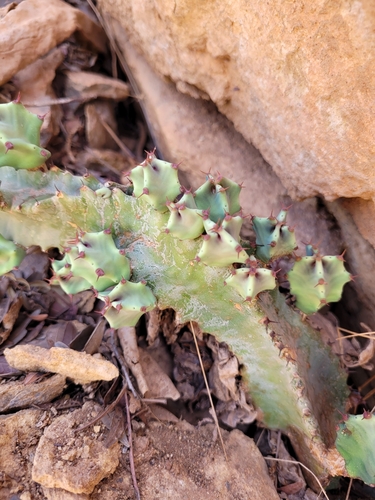 Euphorbia resinifera, photograph 5