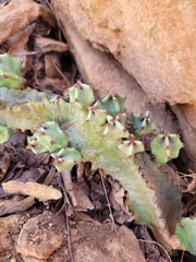 Euphorbia resinifera, photograph (c) Roland Godon, some rights reserved (CC BY)