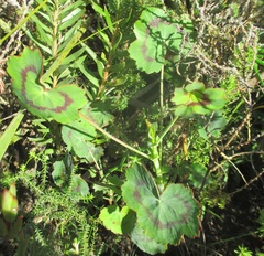 Pelargonium tabulare