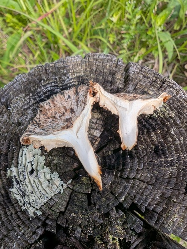 Neolentinus lepideus