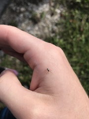 Microlinyphia pusilla