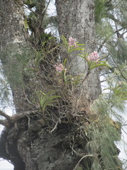 Vanda tricolor suavis