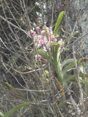 Vanda tricolor suavis