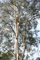 Eucalyptus cypellocarpa