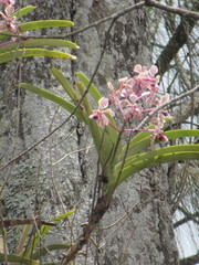 Vanda tricolor suavis
