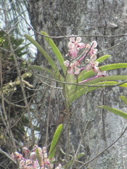 Vanda tricolor suavis