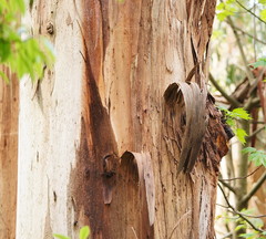 Eucalyptus cypellocarpa