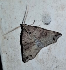 Lithilaria ossicolor