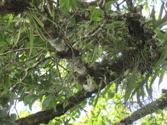 Schoenorchis juncifolia