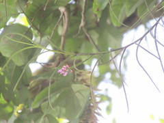 Schoenorchis juncifolia