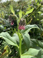 Symphytum officinale