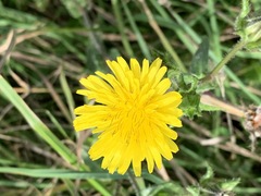 Helminthotheca echioides