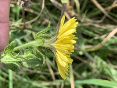 Helminthotheca echioides