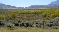 Leucadendron chamelaea