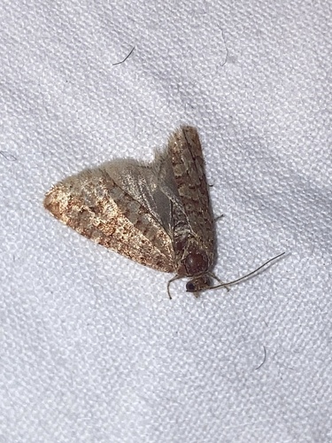 Orange Pine Tortrix, Schiermonnikoog, Schiermonnikoog, Provinz Friesland, NL, photo 3 of 10