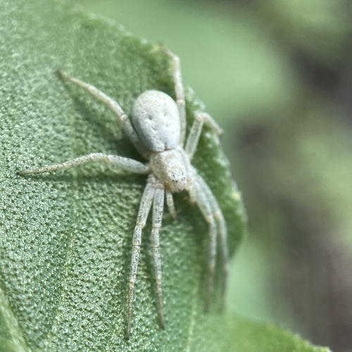 Philodromus peninsulanus