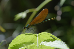 Calopteryx virgo