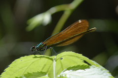 Calopteryx virgo