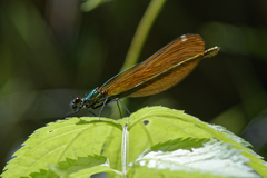 Calopteryx virgo