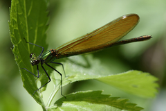 Calopteryx virgo