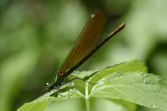 Calopteryx virgo
