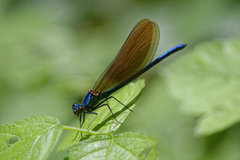 Calopteryx virgo
