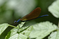 Calopteryx virgo