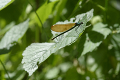 Calopteryx virgo