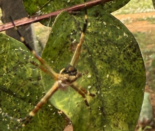 Silver Garden Orbweaver