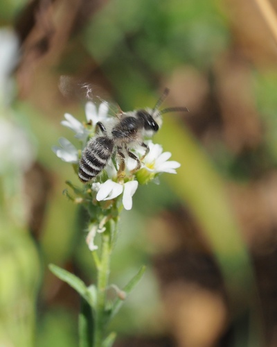 Andrena chrysopyga