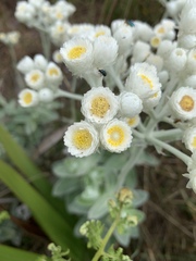 Helichrysum fruticans