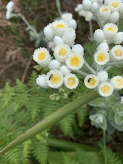 Helichrysum fruticans