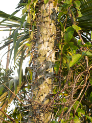Mauritiella