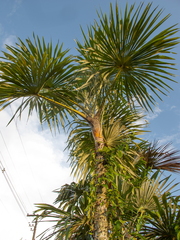 Mauritiella