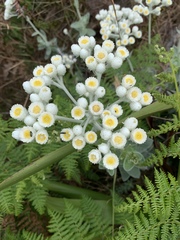 Helichrysum fruticans