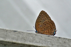 Arhopala aedias