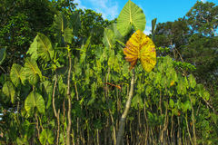 Montrichardia linifera