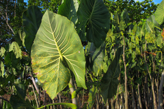 Montrichardia linifera