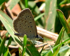 Zizeeria knysna knysna