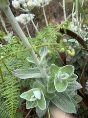 Helichrysum fruticans