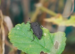 Thanatophilus rugosus