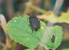 Thanatophilus rugosus